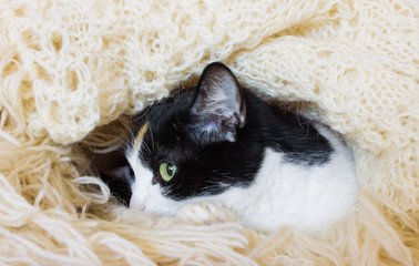 cat hiding and basking in the plaid, funny