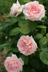 Розовые розы в саду