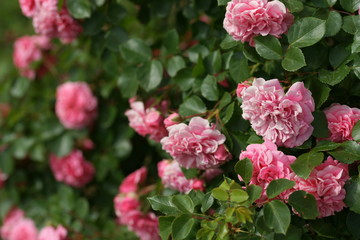 Naklejka na ściany i meble Розовые розы в саду