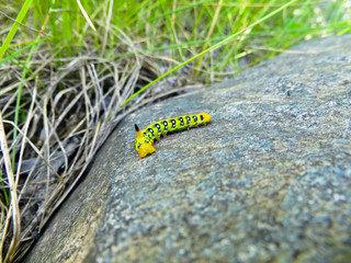 Hawk-moth caterpillar