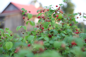 Fototapeta na wymiar raspberry