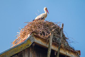     White stork in nest on old wooden house roof in morning, nature park Lonjsko polje, Croatia 