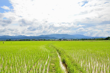Paddy rice farm in Thailand