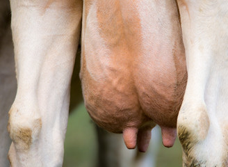 The udder of a dairy cow
