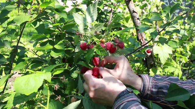 Woman hands picking ripe raspberries in garden