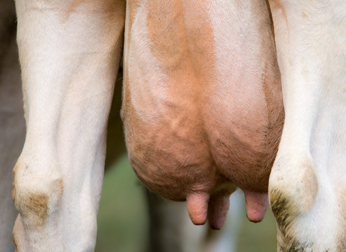 The Udder Of A Dairy Cow