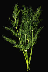 Fresh green dill on black background