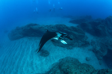 Fototapeta premium Manta Ray
