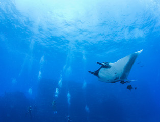Manta Ray