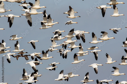 "Snow Geese Flying Over The Marshes In The Blackwater Wildlife Refuge ...