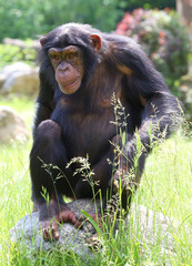 niedlicher Schimpanse