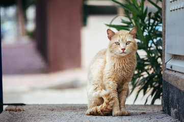 Ginger cat sitting alone on a street and looking seriously