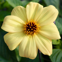 Great Yellow Flower