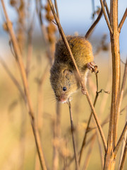 Harvesting mouse in plant