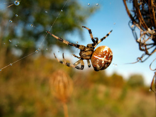  Spider on spider web after rain