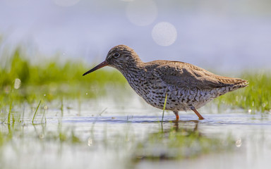 Common redshank foraging in wetland