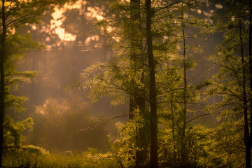 Fototapeta na wymiar Morning in the Forest