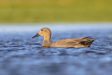 Male Gadwall swimming in river