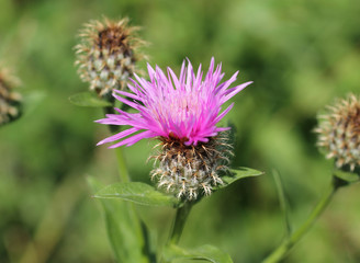 close photo of creeping thistle with purple bloom 