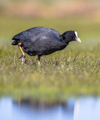 Eurasian coot Waterfowl walking along the shore