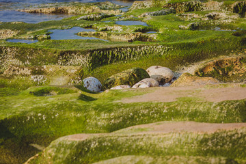 Background : Coast of volcanic rock, Bali