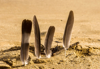 Four seagull feathers stuck into beach sand.