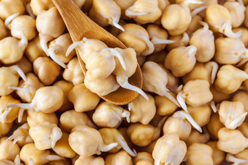 grains of germinated chickpeas in a wooden spoon