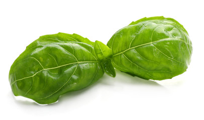 Fresh basil leaves on white background