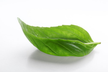 Fresh basil leaf on  white background