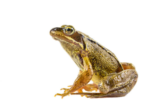 Common brown frog sitting upright