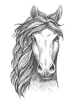 Sketched arabian purebred horse with alert ears