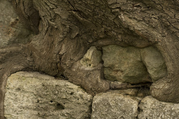 Thick big tree roots on the rocks