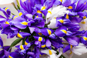 Iris flowers background, spring floral patern.