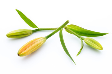 Lily flower with buds isolated on a white background.