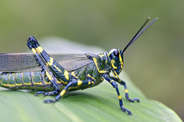 Grasshopper seen in urban stretch of the Atlantic Forest