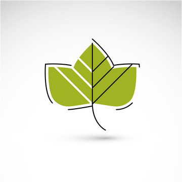 Hand-drawn illustration of simple maple tree leaf isolated. Gree