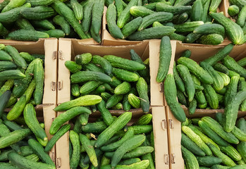 green cucumbers in boxes