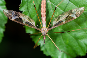 Tipula maxima cranefly. Largest British crane-fly in the family Tipulidae, showing heavily patterned wings