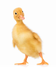 Cute domestic duckling, isolated on white background