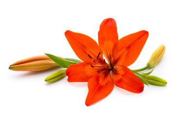 Lily flower with buds isolated on a white background.