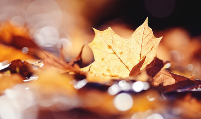 Fototapeta na wymiar Autumn fallen leaf of a maple.