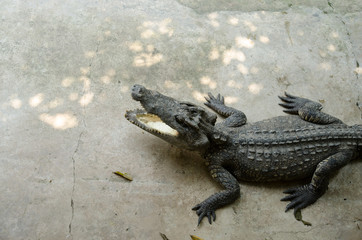 Big crocodiles resting in a crocodiles farm.