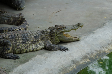 Big crocodiles resting in a crocodiles farm.