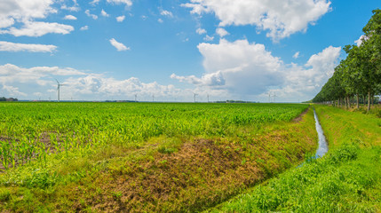 Field with corn in summer   © Naj