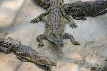 Big crocodiles resting in a crocodiles farm.