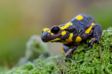 Poisonous Fire salamander in its natural habitat