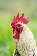 Portrait of a free range rooster/cock