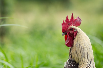 Portrait of a free range rooster/cock