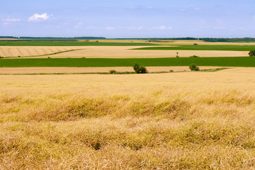 Fototapeta na wymiar Rural landscape with fields of yellow and green colors