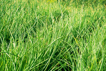 Rows of green onions